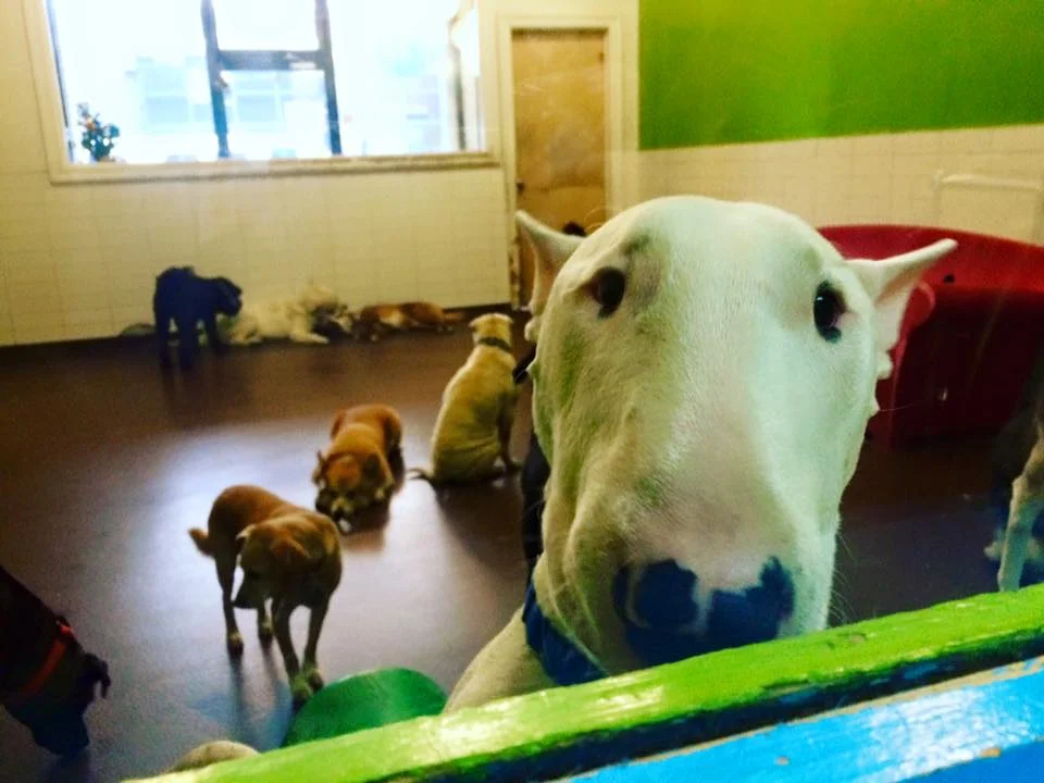 Holiday Hints for Keeping Fur Babies Safe & Happy