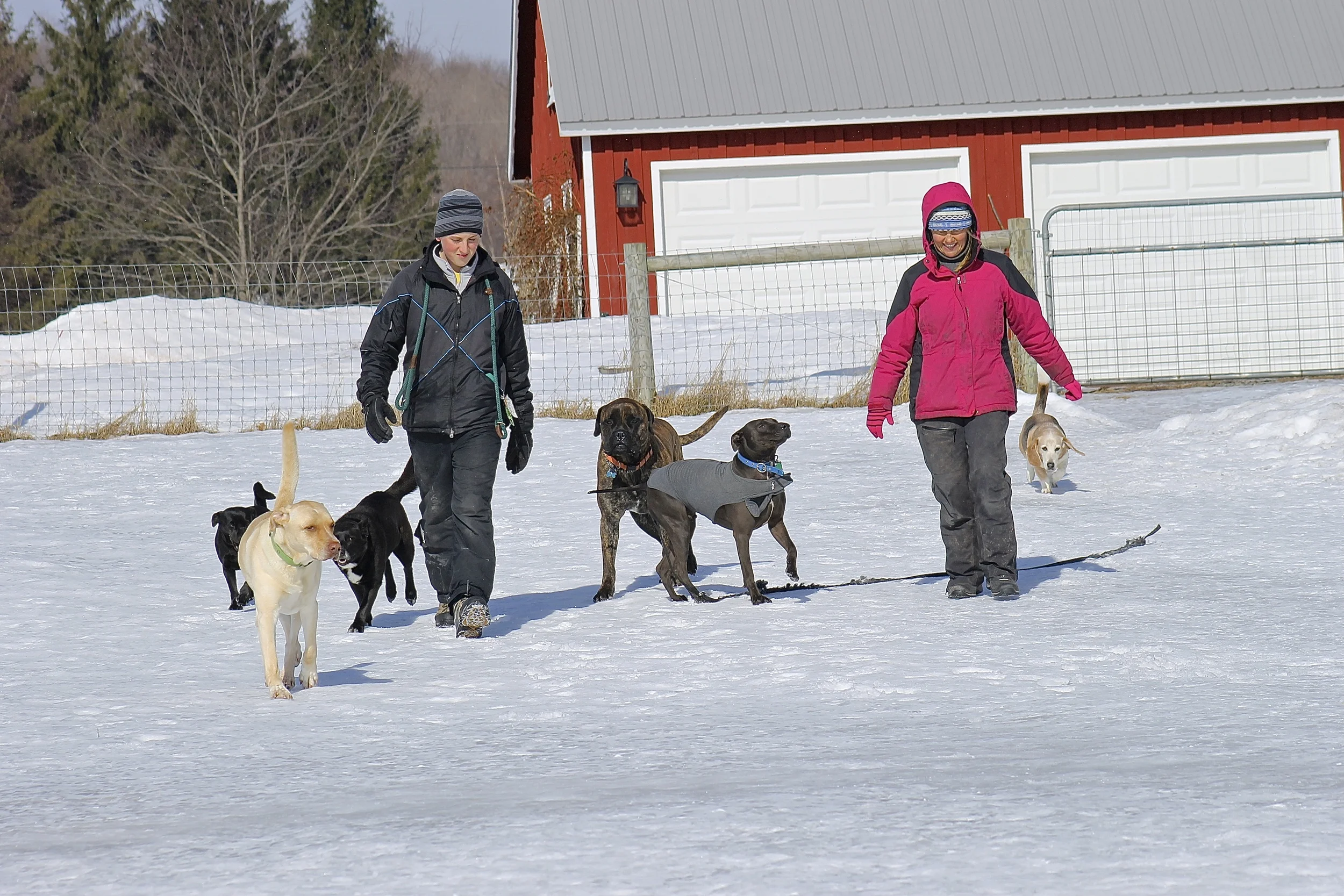 How to Beat the Winter Blues with Your Dog