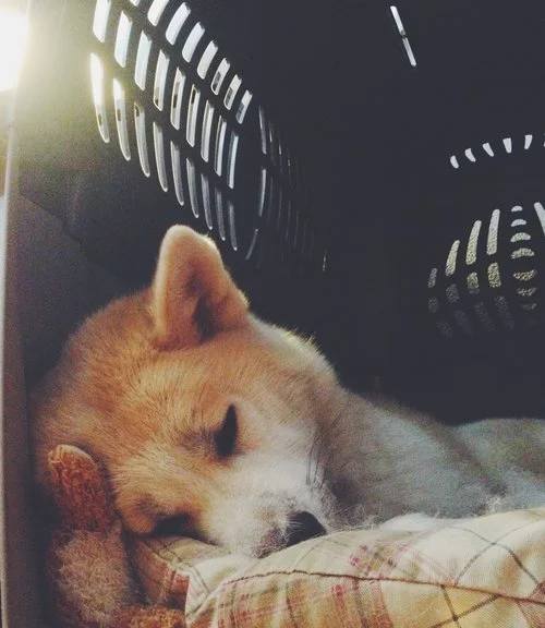 stock dog2.jpg