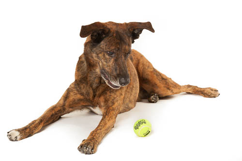 This was my first rescue dog Cheddar, my heart dog and inspiration to help others. Photo by phodographer.com