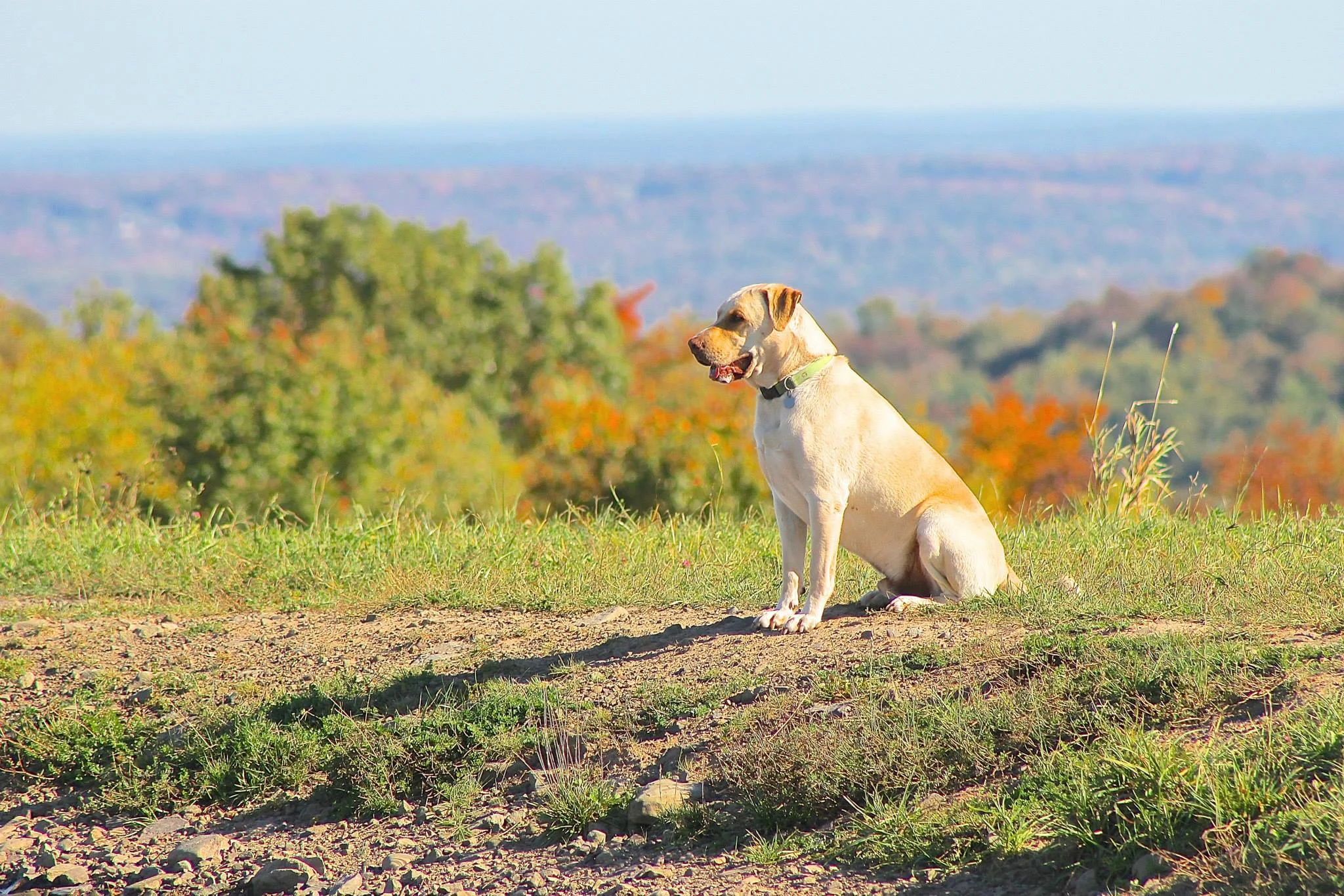 Oliver in fall glory.jpg