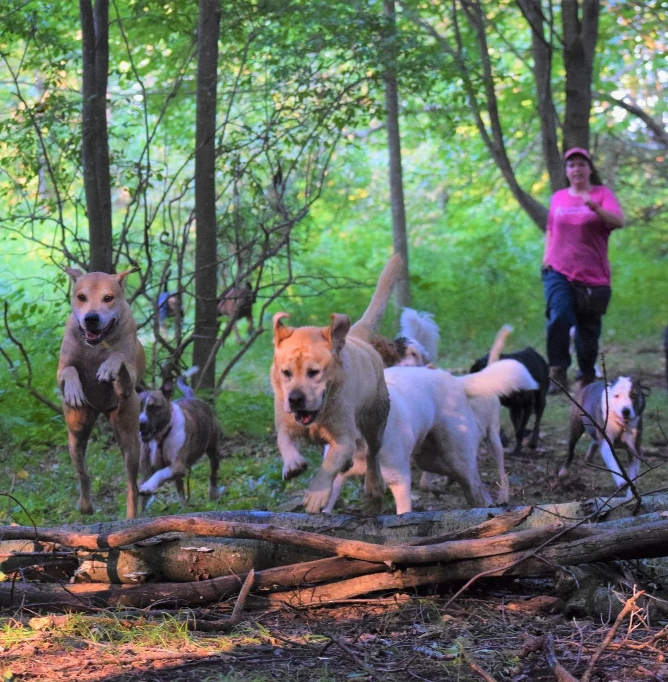 Countryside Dog Camp & Boarding Dog Kennel Boarding Doggy Daycare NEPA