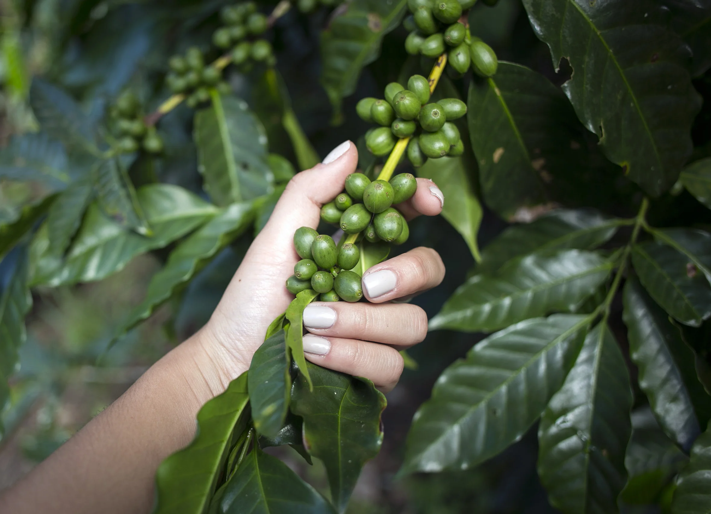 Coffee cherries appear green when unripe and immature. When la roya strikes a plant, the leaves will turn a orange, brown, rusty color and signifies no cherries can be picked from that plant.