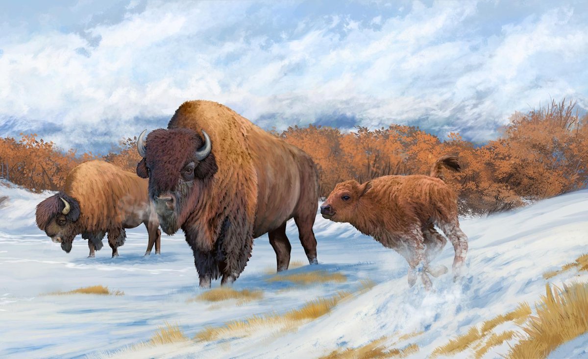 Mural for the Alaskan Wildlife Conservation Center