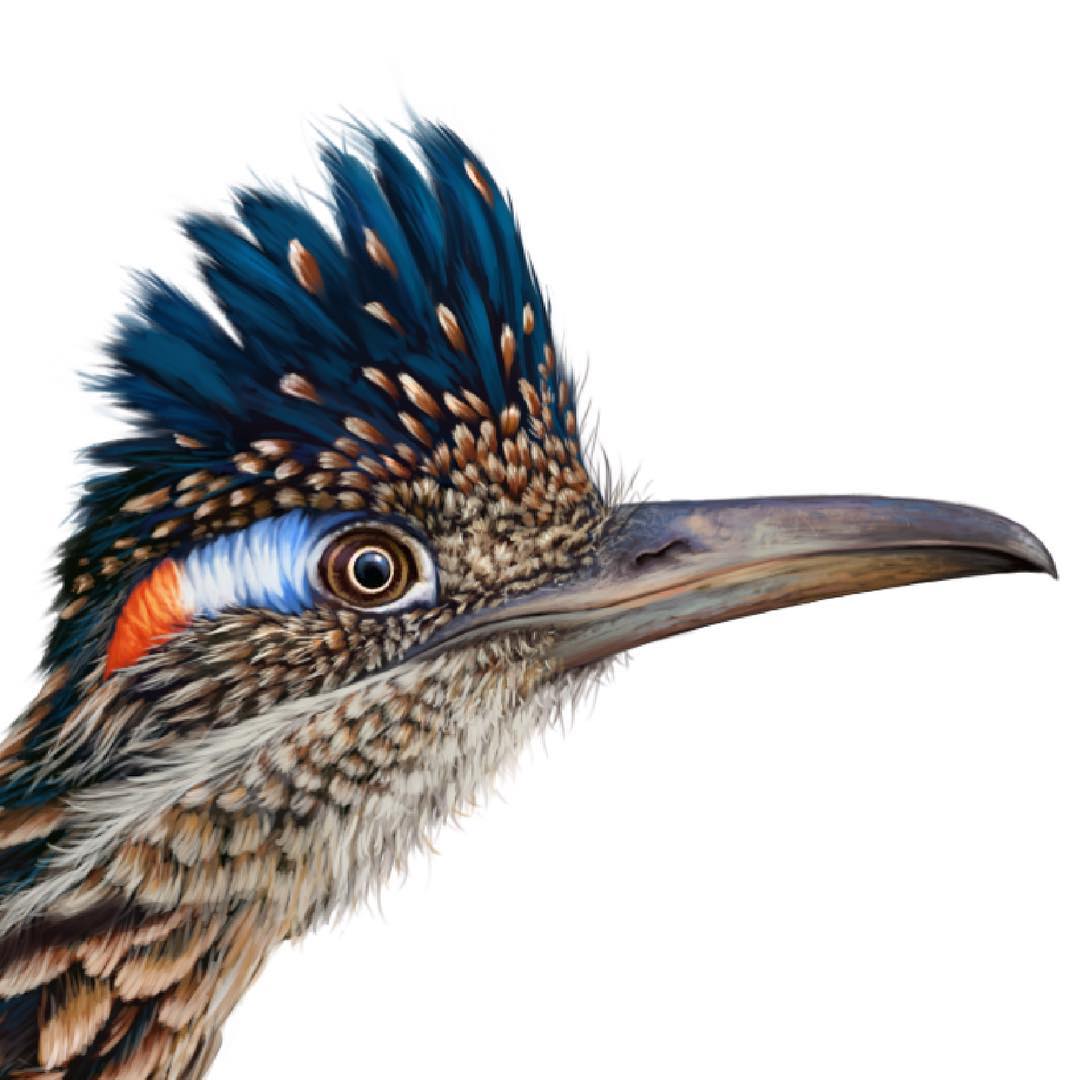 (Detail) Roadrunner - Geococcyx Californianus