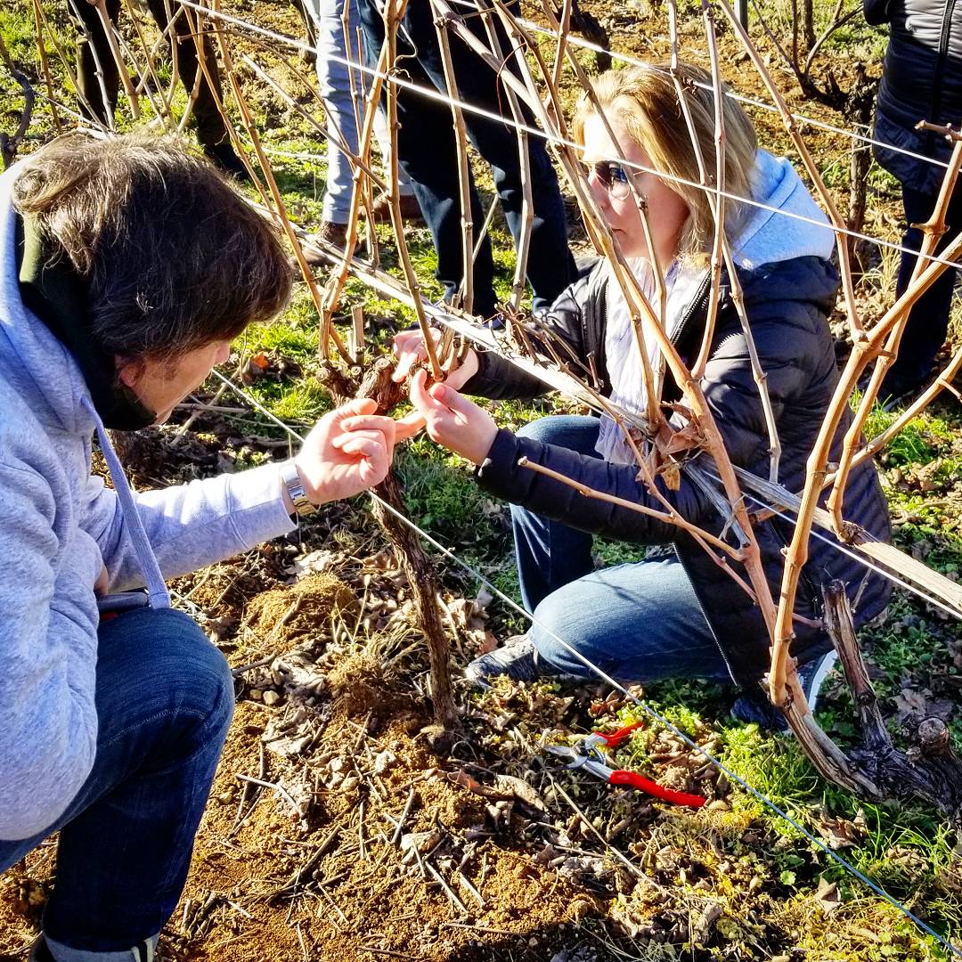 Pruning lesson for Corvina grapes in Bertani's vineyards in the Veneto.
