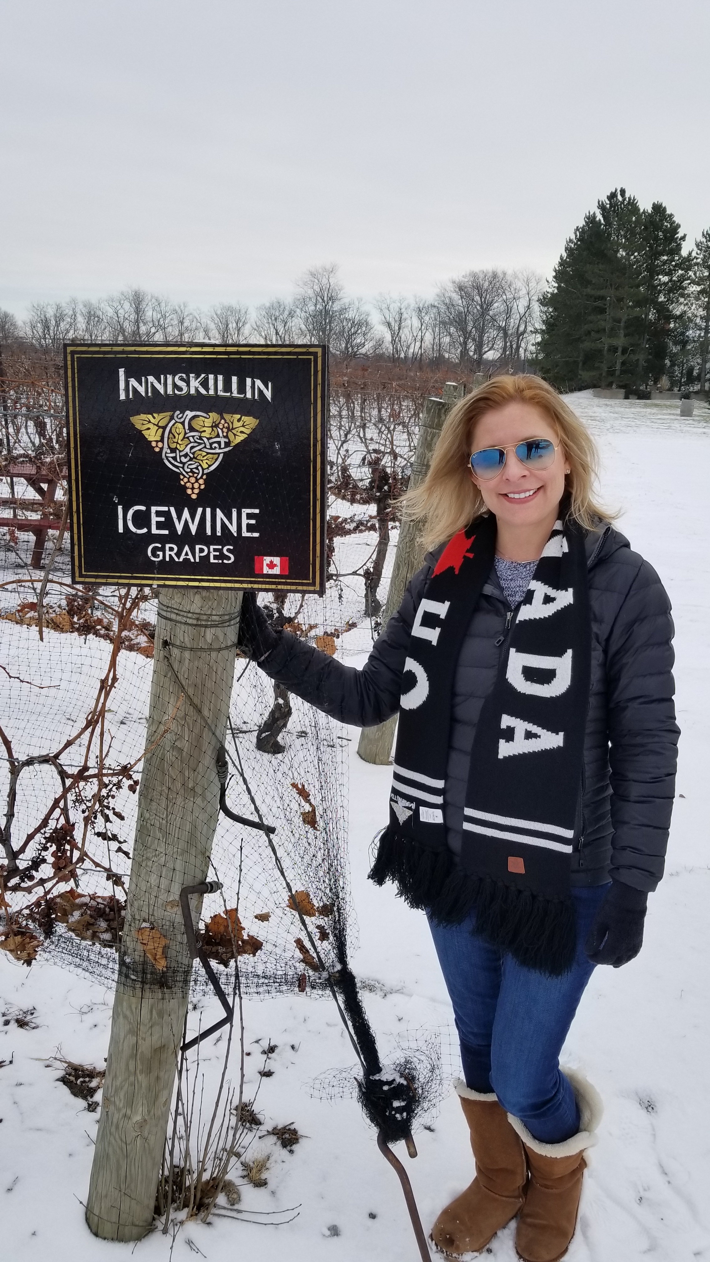 In Niagara, Ontario harvesting grapes for Canadian Icewine.