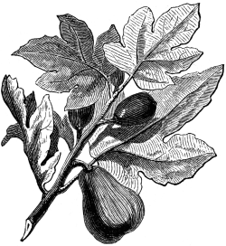 86954_fig-plant_lg.gif