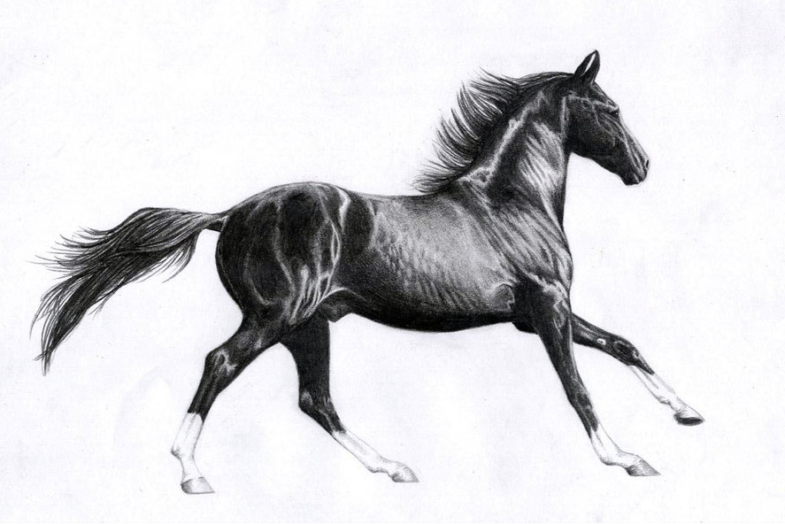 black_marwari_horse_by_tweakster-dmn8oz.jpg