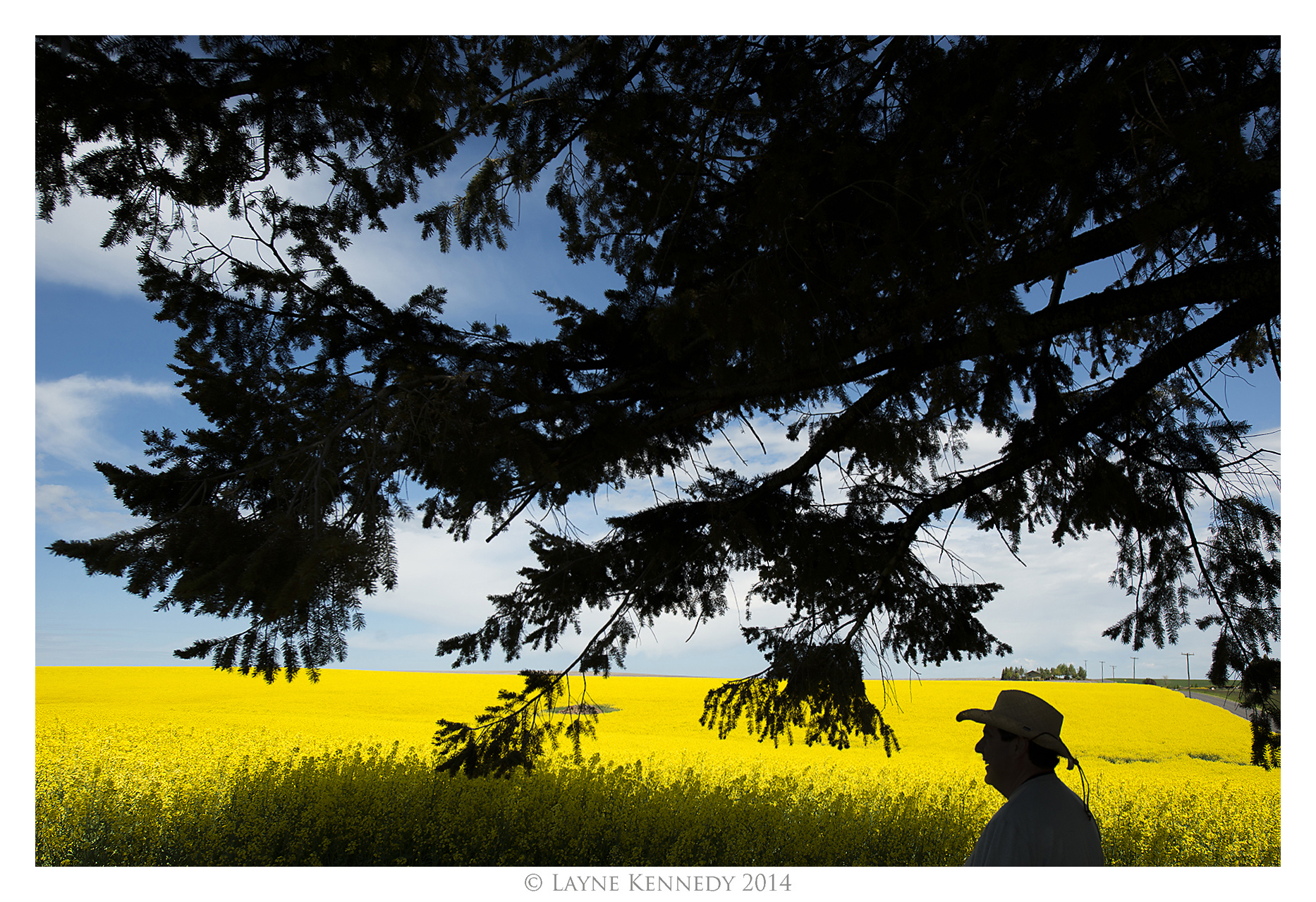 Canola Silhouette © Layne Kennedy