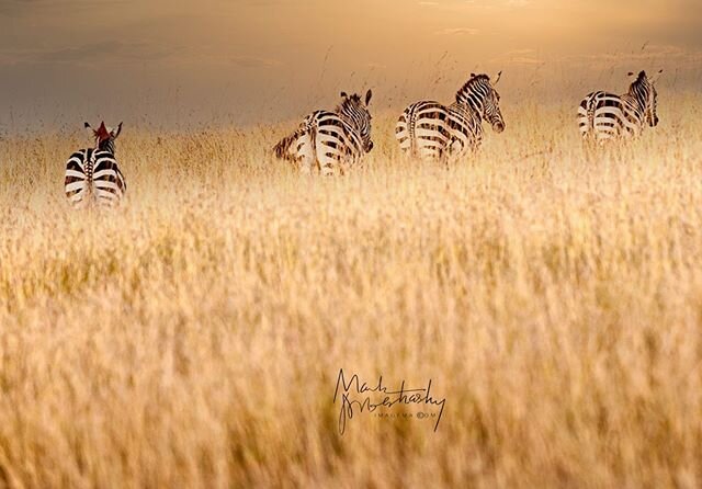#badass #zebras #kenya #safari #nikon #focus #nature #wildlife #adventure #picoftheday