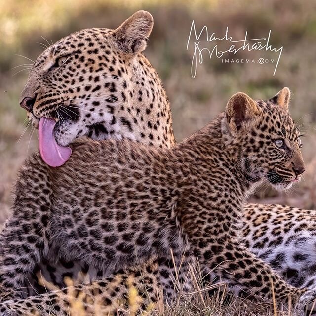 Beautiful #leopard bonding, mother and cub. Seconds later a hyena attacked but mom saved the day, both unscathed. Real life safari drama. #wildlife #kenya #safari #imagema #nikon #nikonz #travel #travelphotography #photography #cub #kiss
