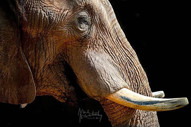 Enjoying Nikon Z7/ 80-400 combo a lot! #wildlife #animals #elephant #nikonz7 #nikon