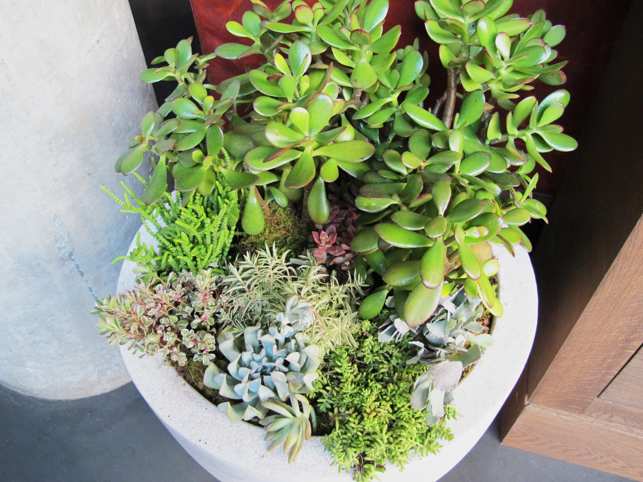 the Elm succulent planter.jpg