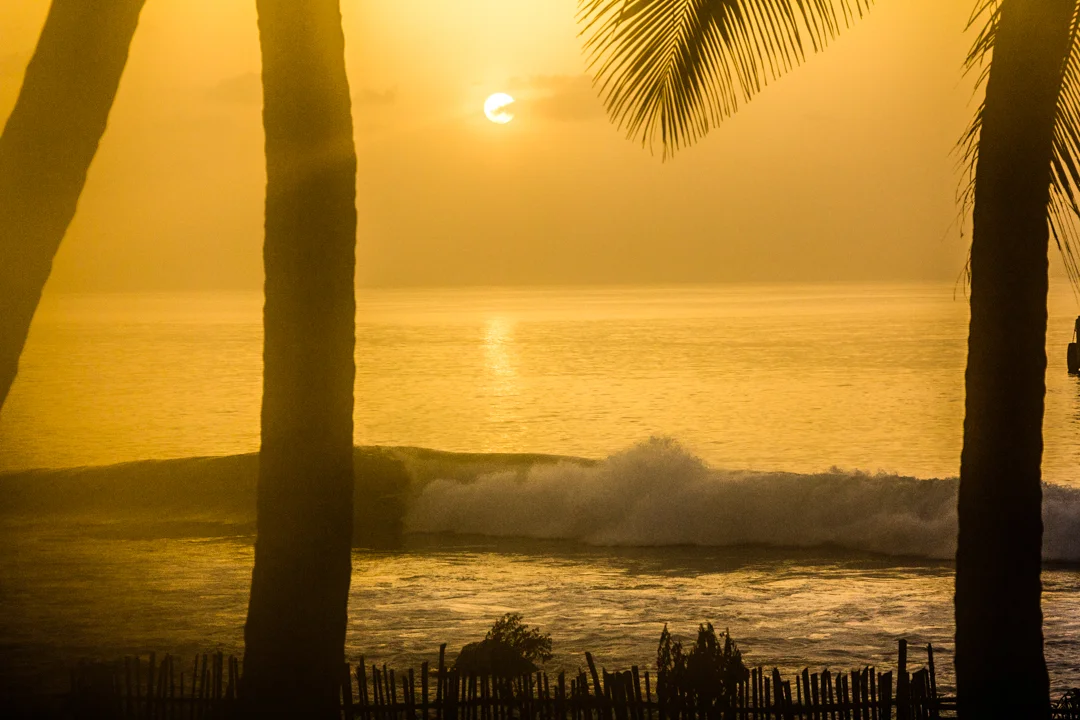Trevor Gordon, Lakshadweep. Photo: Kew.