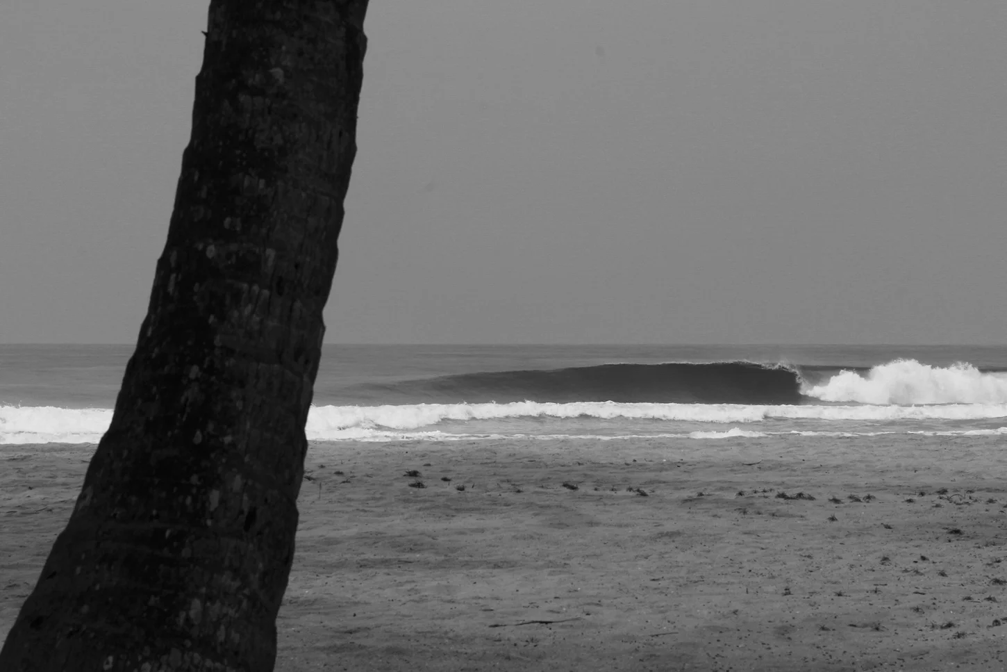 _Côte d’Ivoire_Kew_194.CR2 copy.jpg