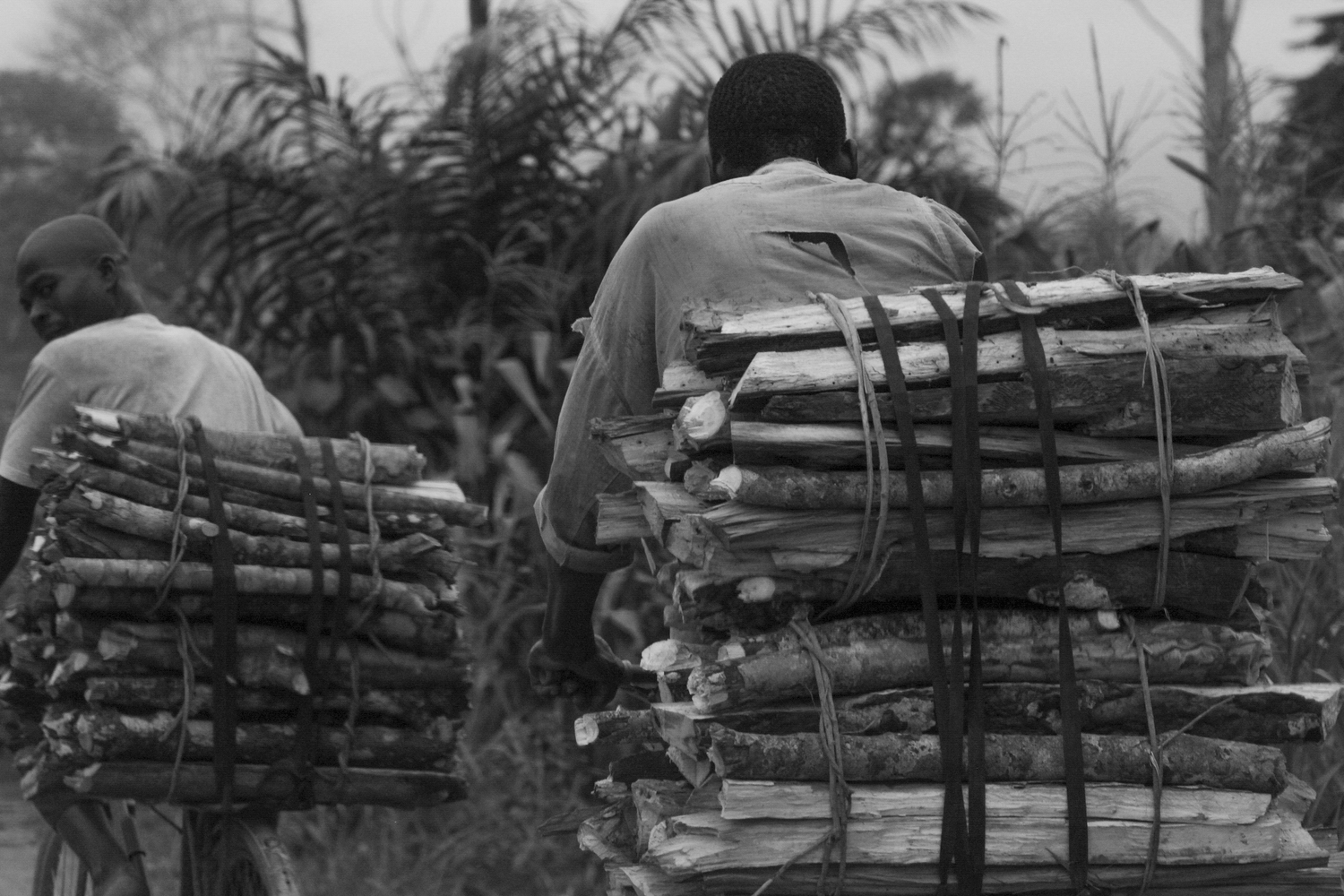 _Côte d’Ivoire_Kew_1217.CR2 copy.jpg