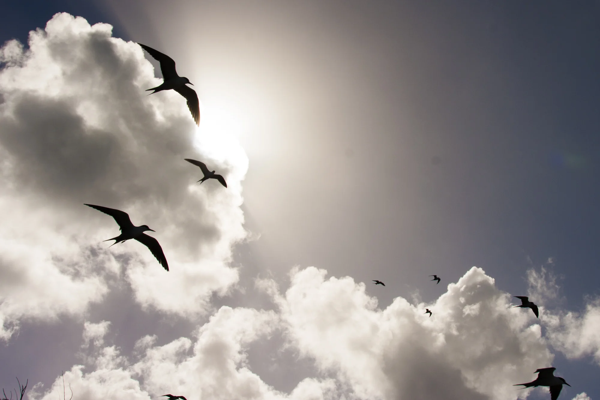 Bullet Birds