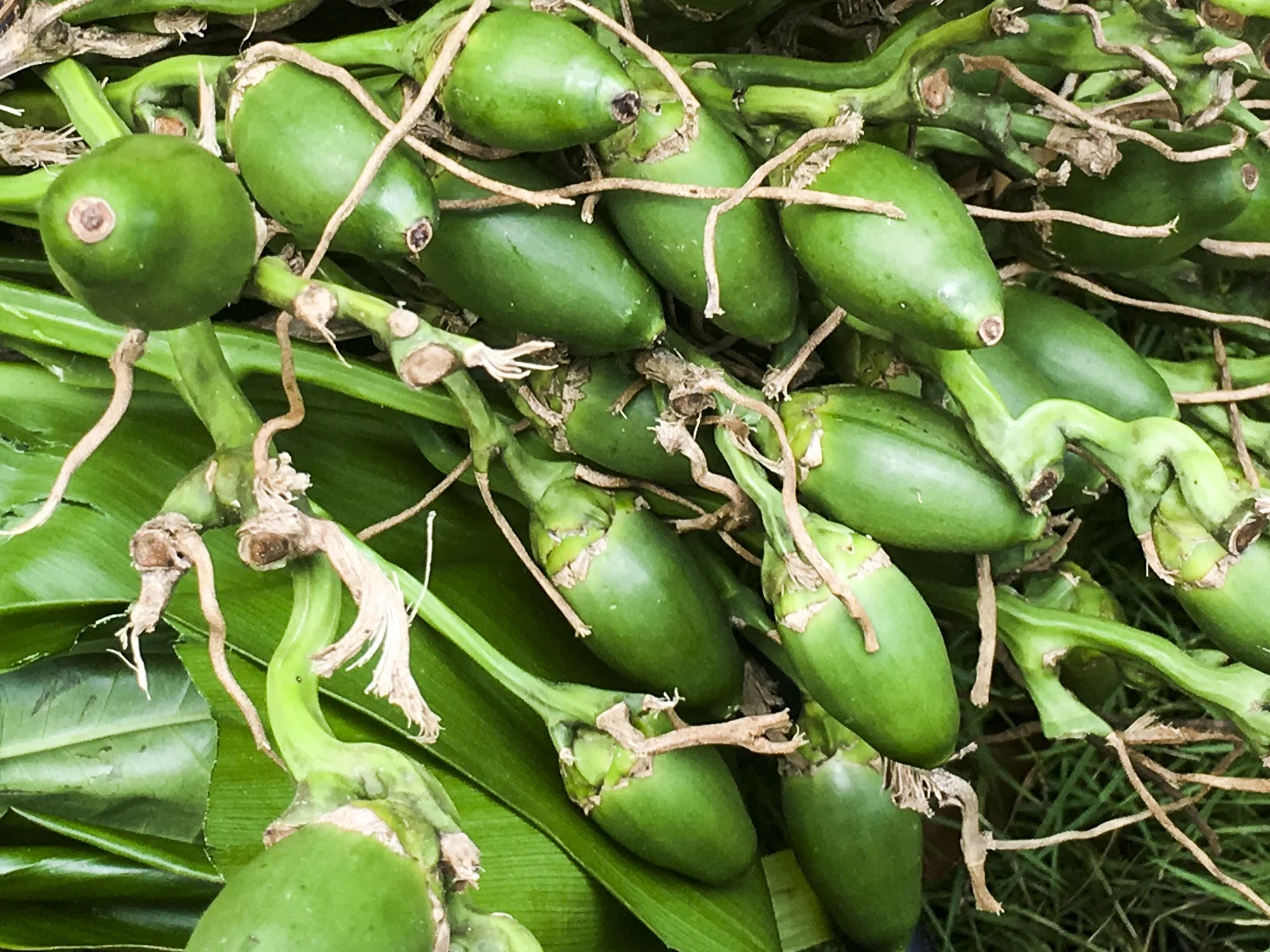 Built By Betel Nut