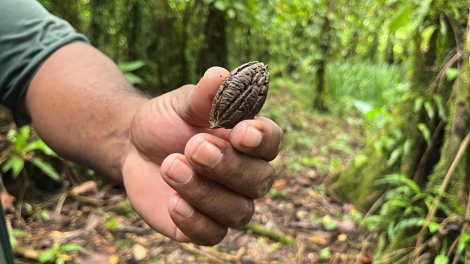 Kosrae_Kew-8472.jpg