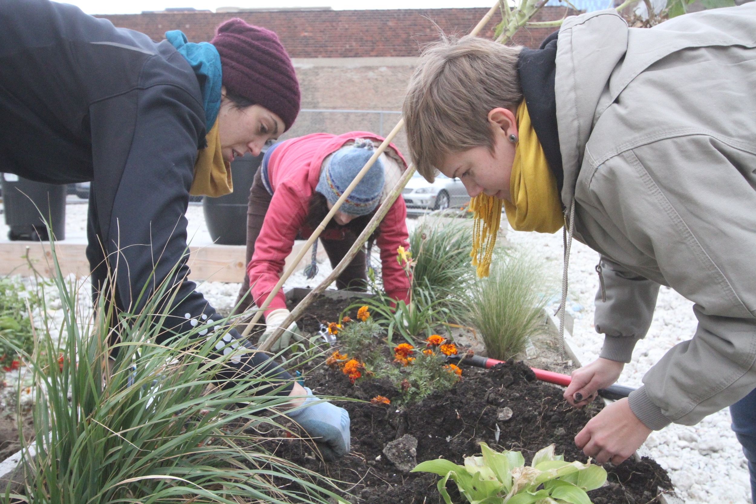 Students prepare the beds for the first winter in the Papermaker's Garden 1.0 in 2012. We had a successful first summer, and the garden was remodeled in early 2013. Photo Credit: Chelsea Shilling