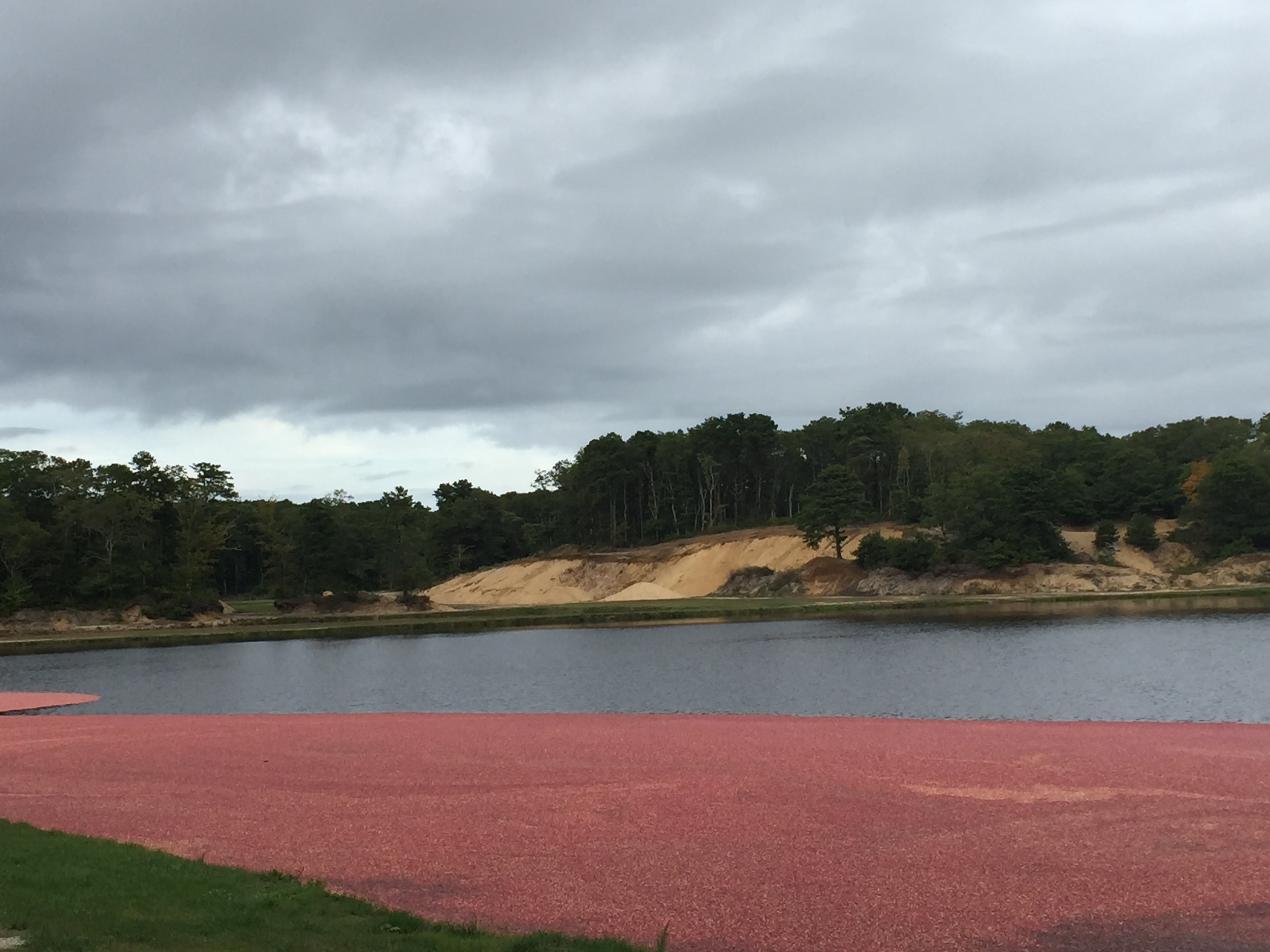 There is something so thrilling about seeing the harvesting of this cranberry bog on a drive on Cape Cod.. It made me want to make everything cranberry. Muffins. Scones, Sauces. Chutney. But, instead, I settled for a Cranberry Margarita. 