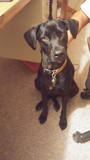 Ellie today. She was a foster failure. and spends her time with Missy (who is looking for a home) and helping out other dogs rescue dogs who are shy.