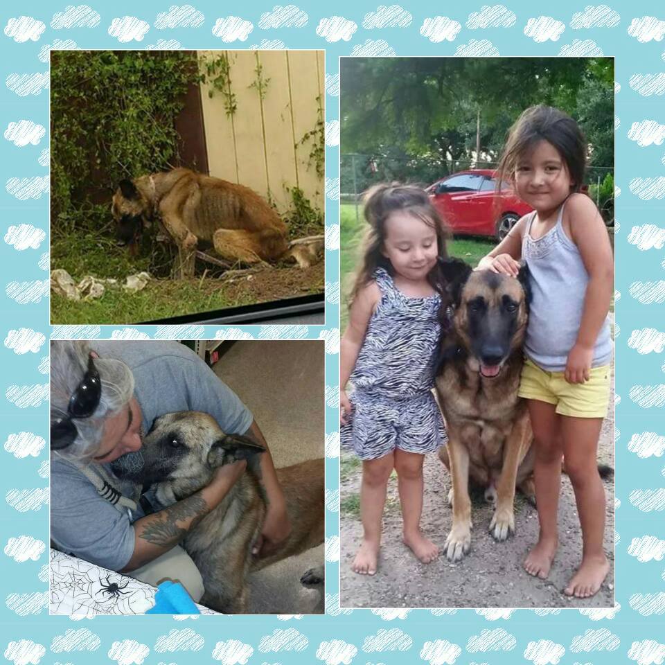 Wyatt is a good example of local rescues working together. Cal called Dezi to go with him for the actual rescue, and if I remember correctly Dezi had already seen the cry for help and was lacing up his boots. Cal asked for donations (to make sure vetting was covered) and Dezi fostered/rehabilitated/and adopted out Wyatt from his Recycled Rovers facility. Without the help of our "village" success stories like this would not be possible.