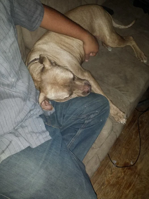 She loves when she gets to hang out on the couch! She is available for adoption, please see our "looking for homes" tab.