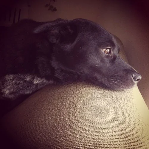 Missy 