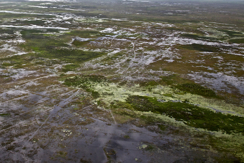 Flooding near Lake Okeechobee. Photo in honor of Gary Braasch ©Connie Bransilver