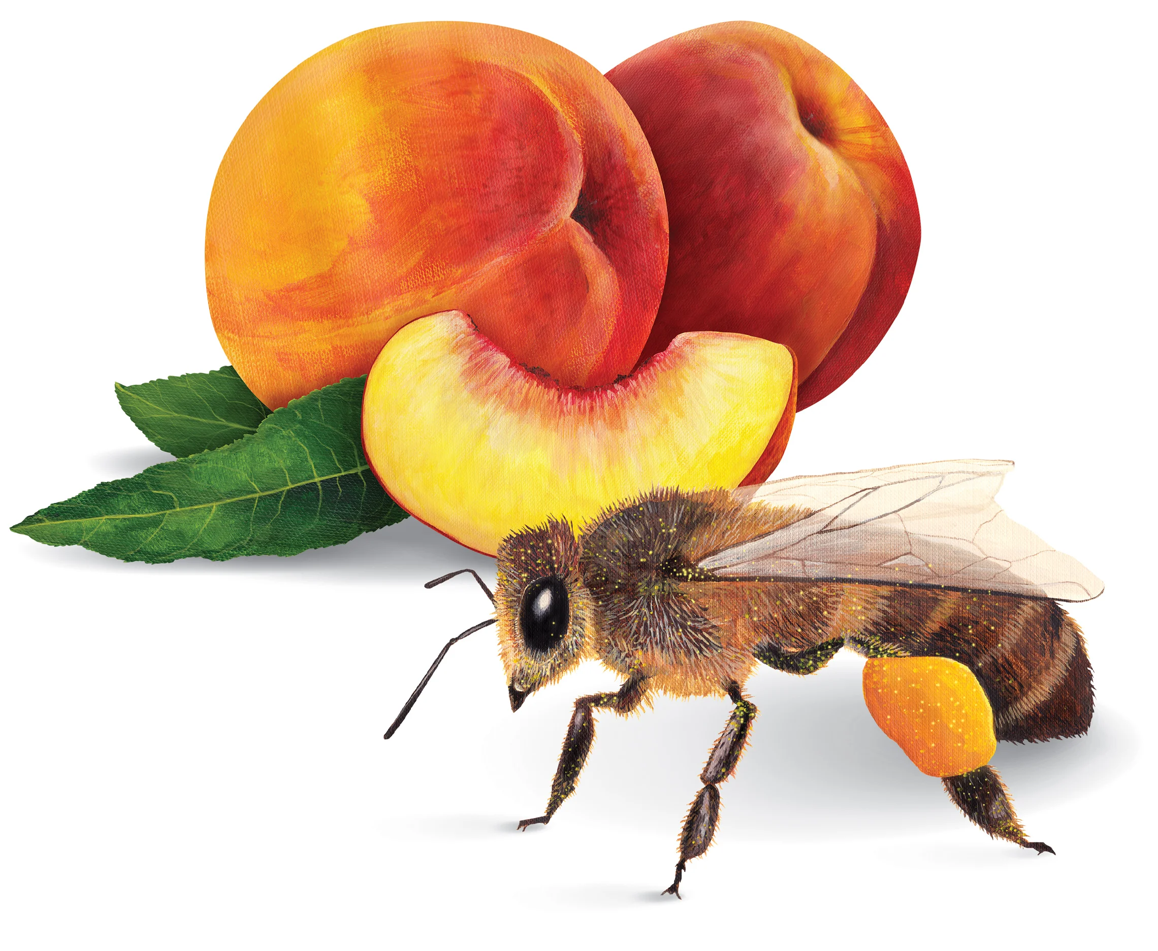 7-Pollinator_Illustration.jpg