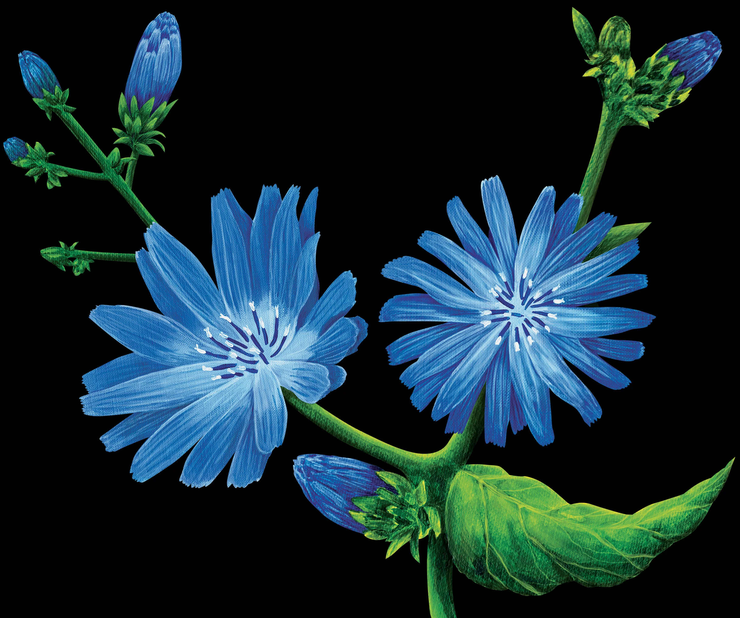 13-Chicory_Illustration.jpg