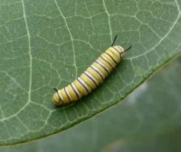 2018 monarch caterpillar cr.jpg
