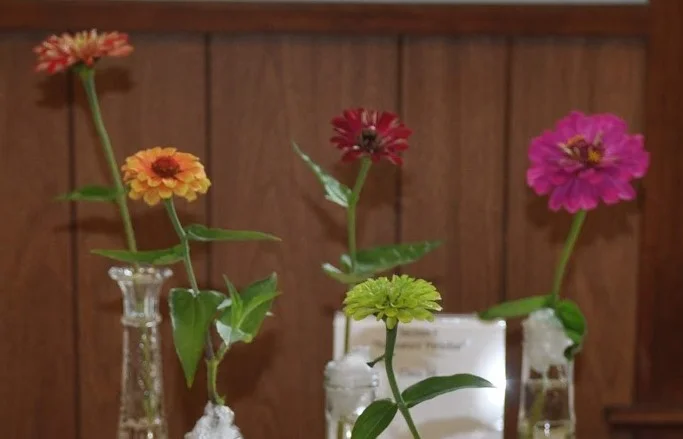 fs zinnias crcr.jpg