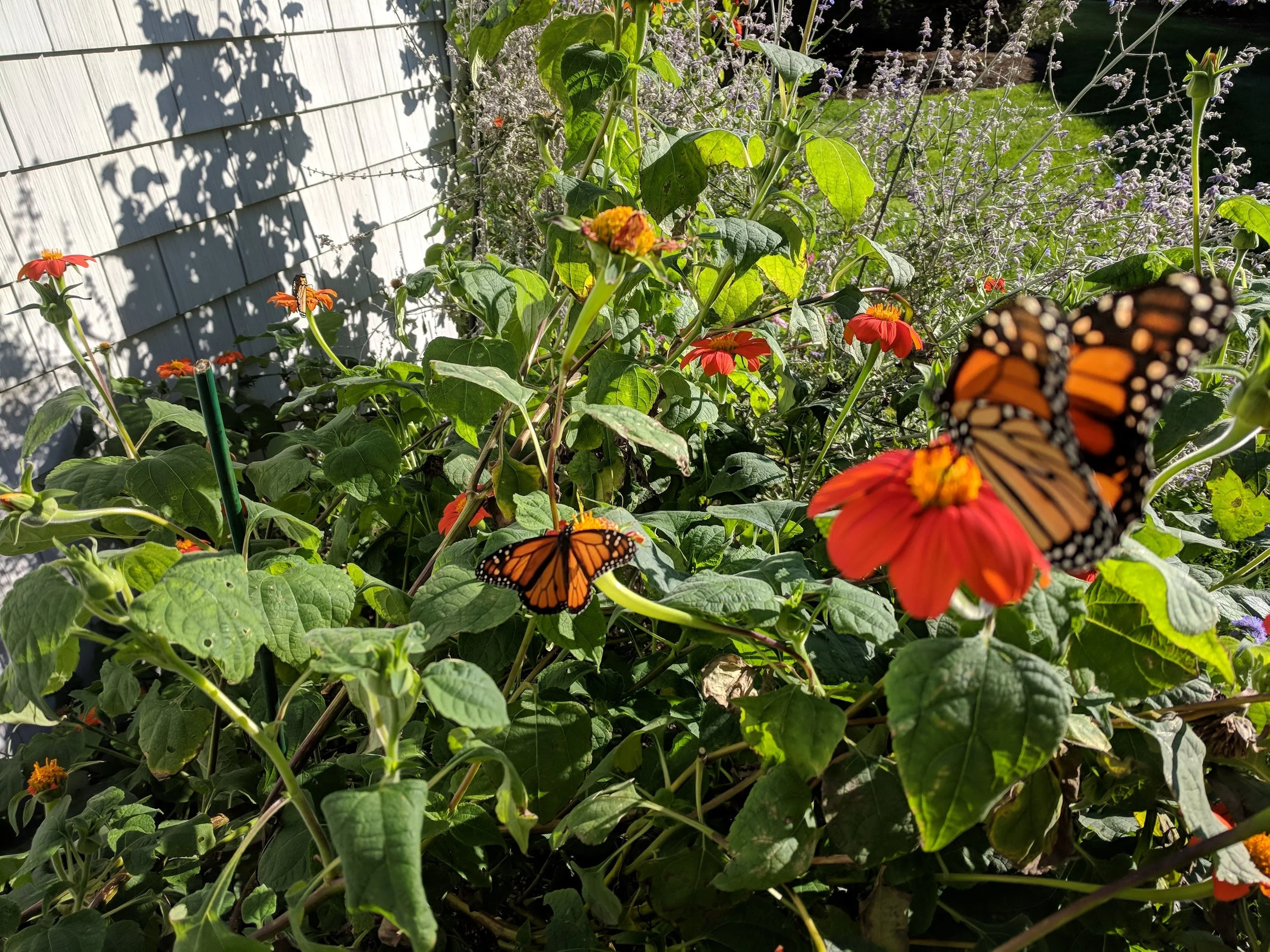 monarchs.jpg