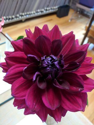 Dahlia