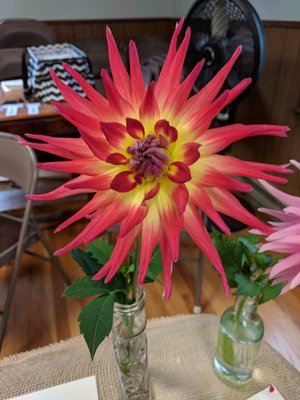 Dahlia