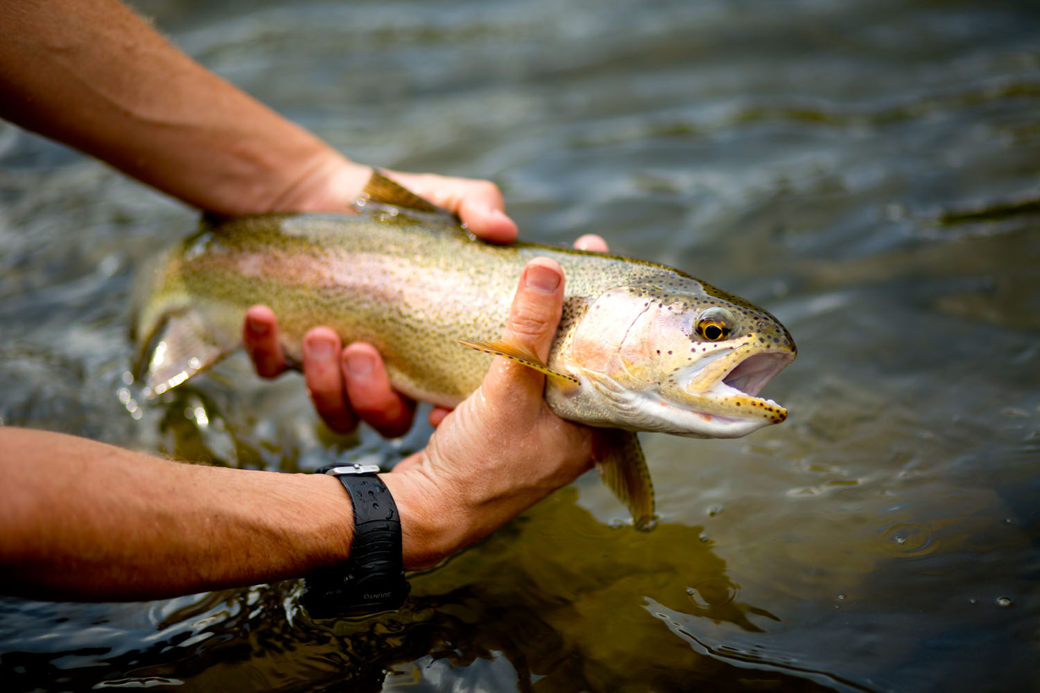 Lifestyle: Christopher Solomon releases a trout back to the White River, Colorado 