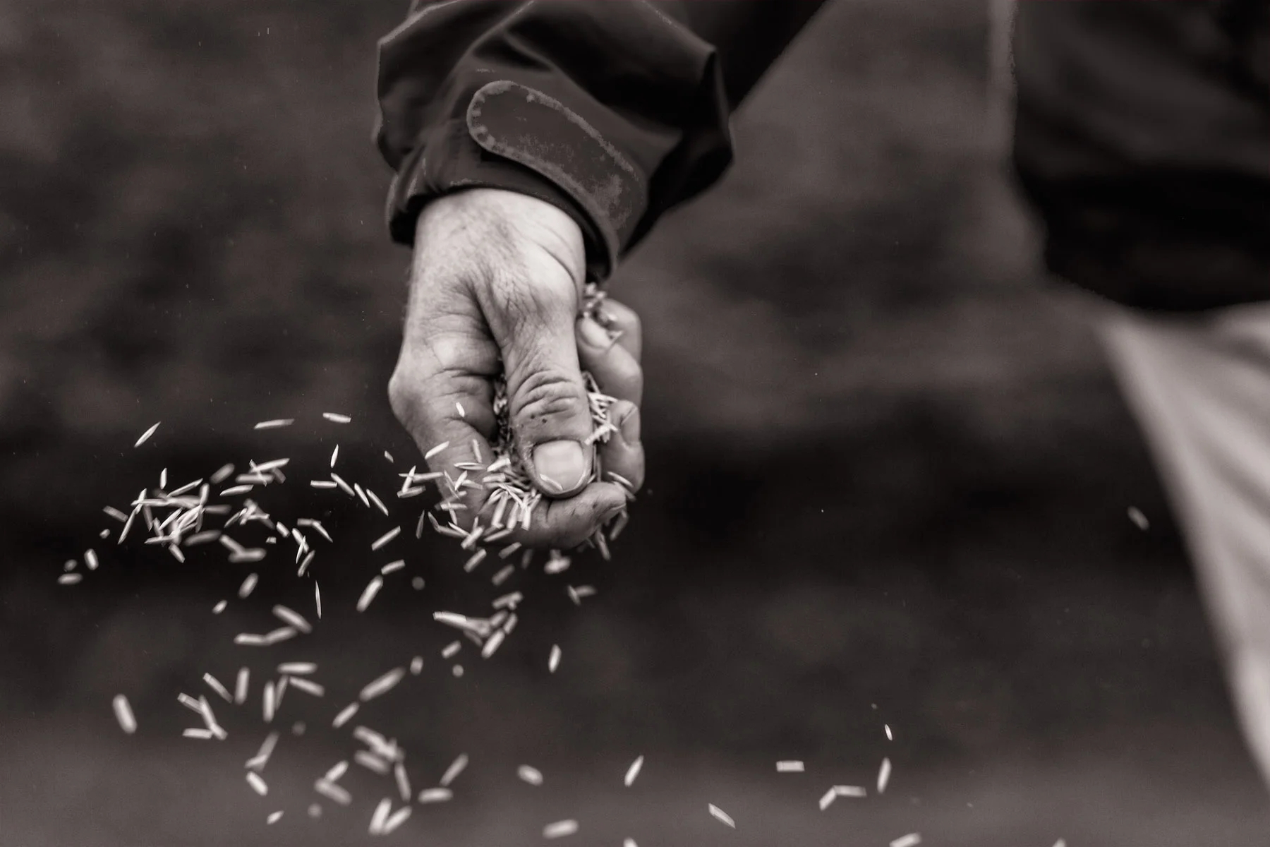 Conservation: A group of volunteers spreading seed after a wildfire in the Methow Valley, Washington