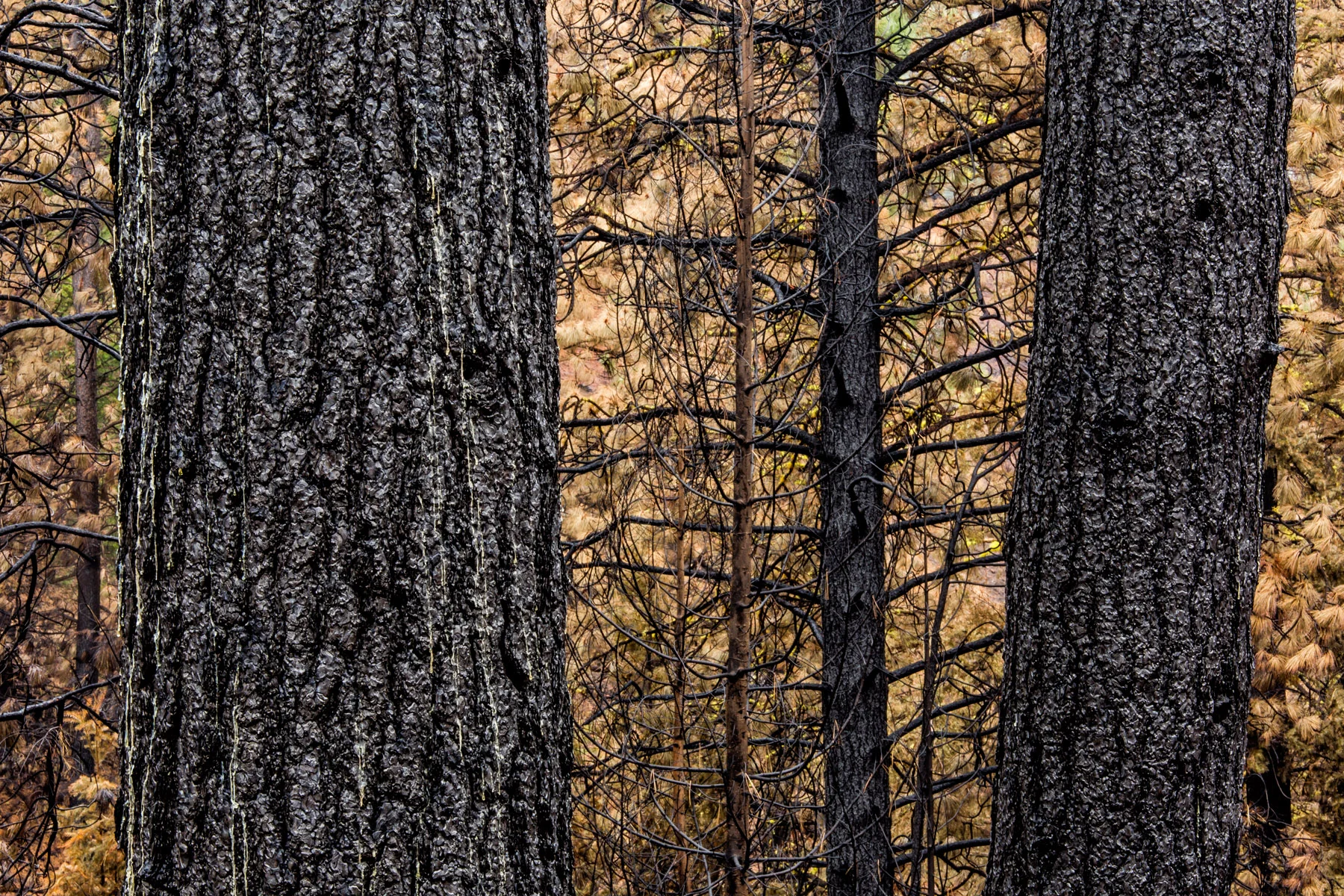 Conservation: The Methow Valley after a devestating wildfire, Washington