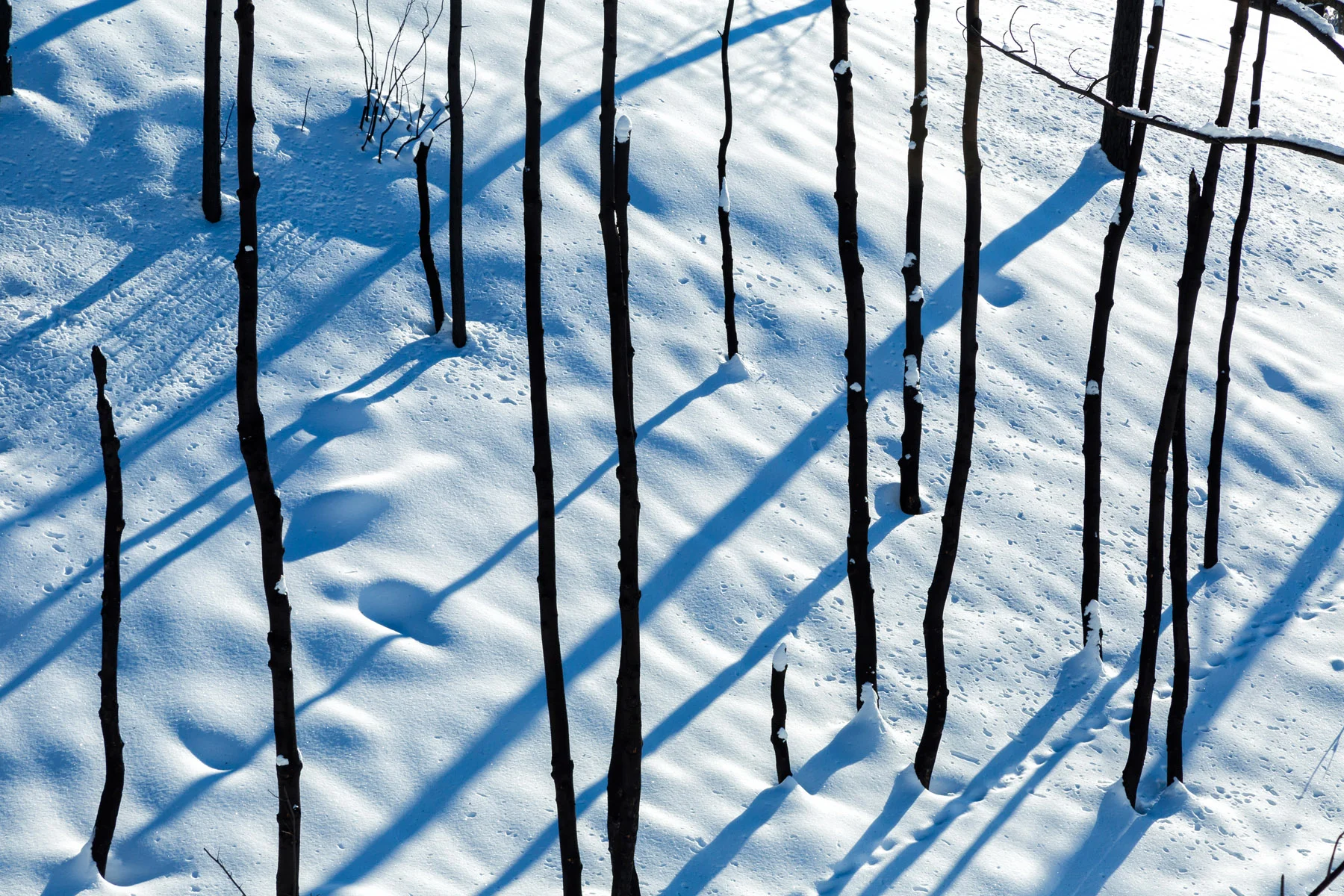 Conservation: The Methow Valley after a devestating record breaking wildfire, Washington