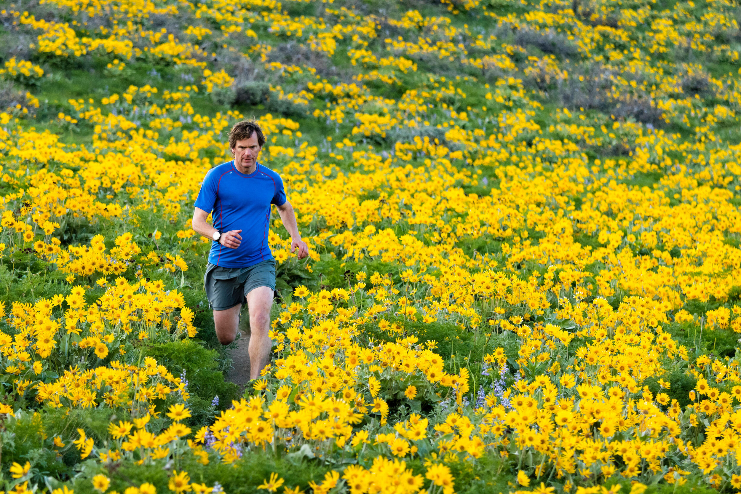  Adventure: Chris Solomon trail running through a field of balsam root wildflowers in the Methow Valley in spring, Washington 