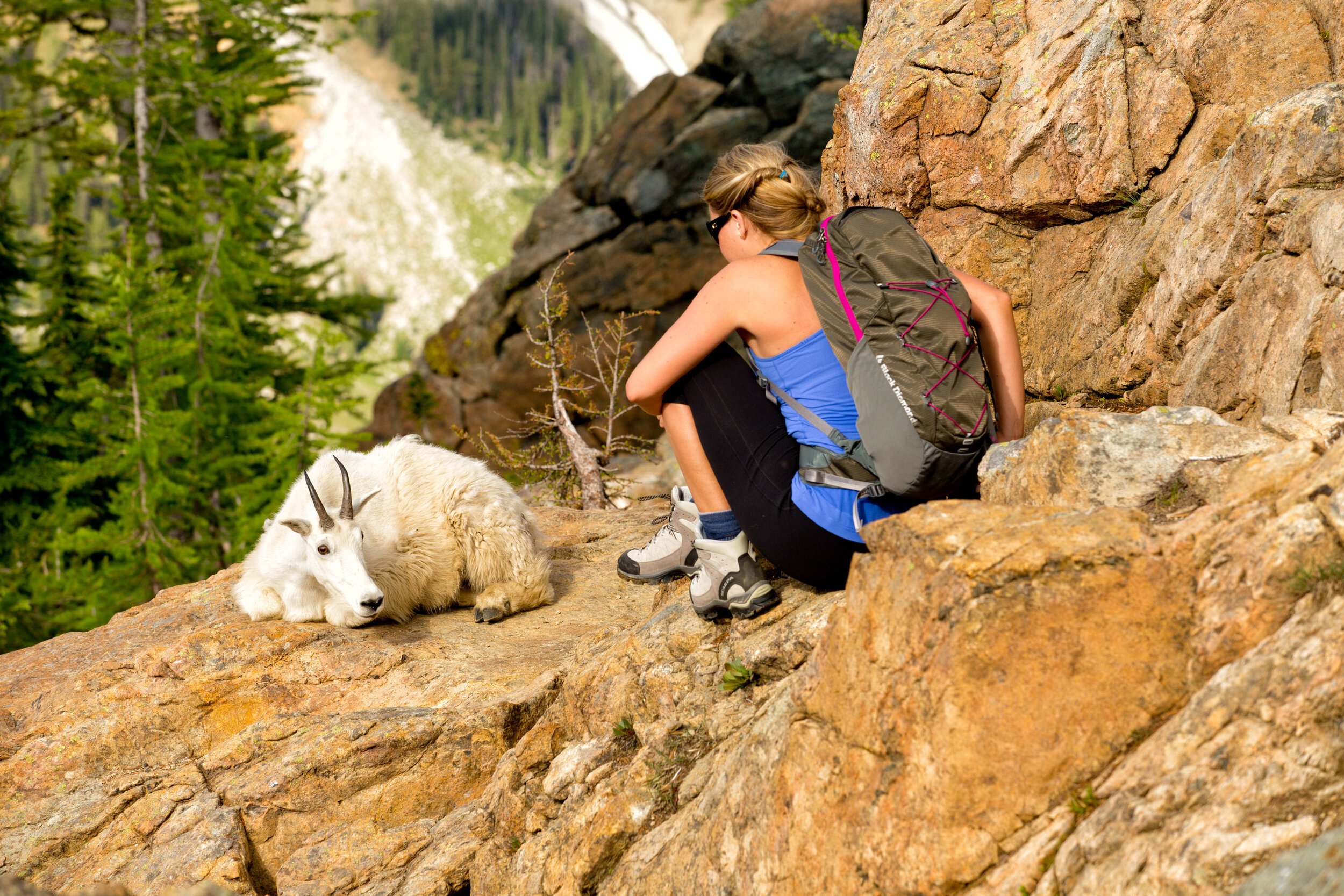  Adventure: Maria Vucheva checking out a mountain goat, Ingalls Pass, Alpine Lakes Wilderness 