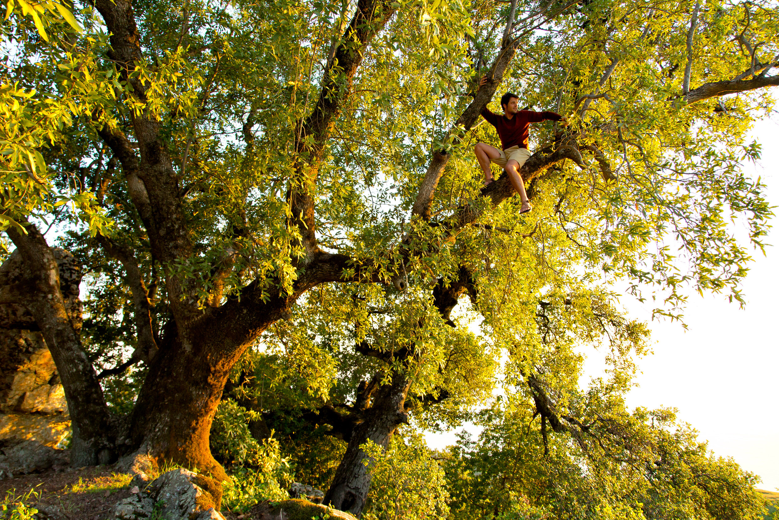  Lifestyle: William Jacob Schempf takes in the view while sitting in a huge oak tree, Big Sur, California 