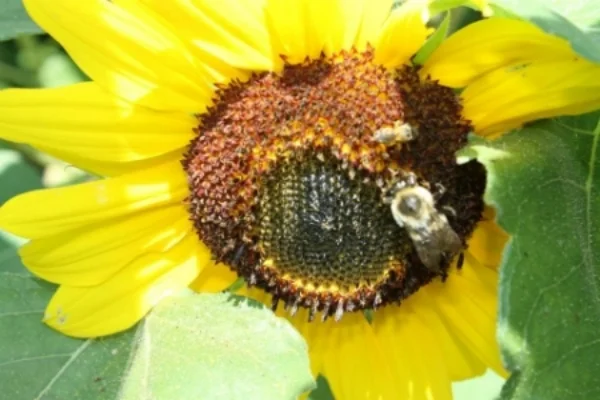 We love flowers, bees and all kinds of beneficial insects that help keep a balanced eco-system in the garden. Beneficial insects not only act as pollinators (without which many plants simply will not produce fruit), but also protect the garden from agents of malice. Sunflowers, zinnias, cosmos, calendula, sage, dill, thai basil, fennel, lavender and other beautiful and fragrant plants attract all sorts of good bugs to organic vegetable gardens.