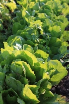 Escarole 