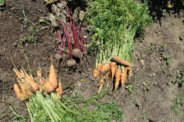 Carrots and Beats (root vegetables, full of nutrition and reliable through the season)&nbsp;