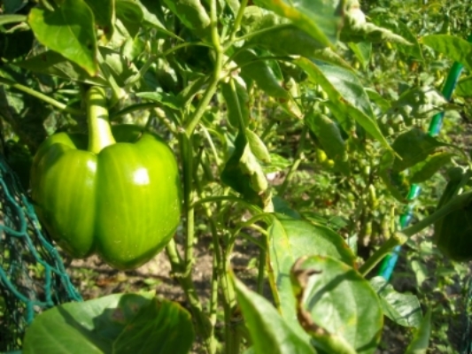 Bell Peppers