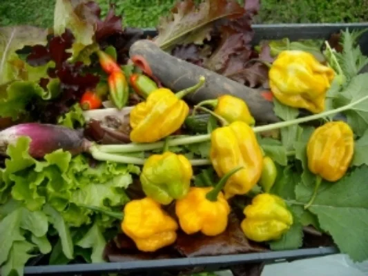 Hot Peppers...really hot...